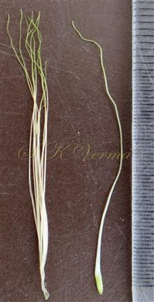  Pistil and Stamens